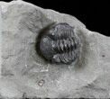 Enrolled Eldredgeops Trilobite In Matrix - New York #35152-1